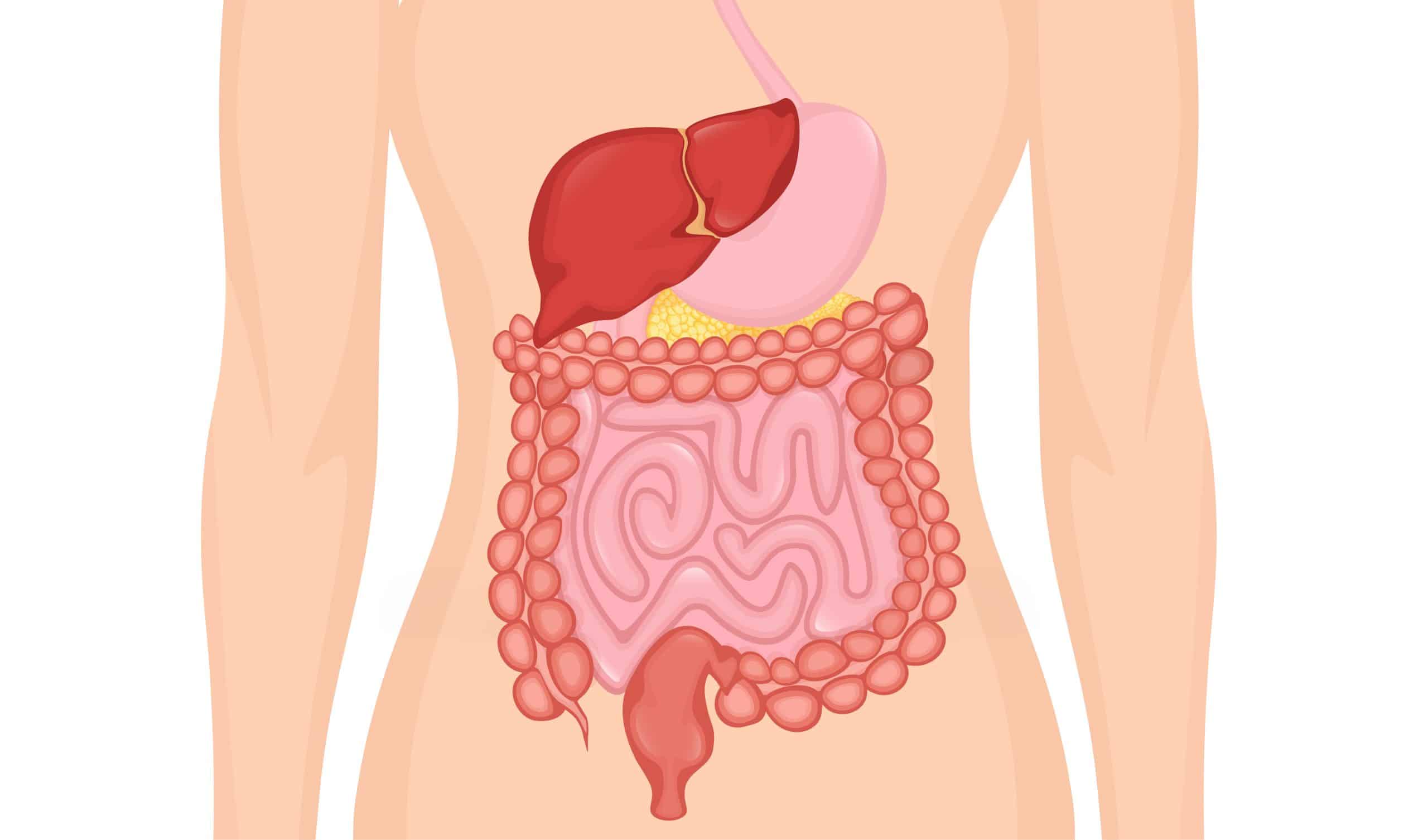 Illustration of the human digestive system including the stomach, intestines, colon, etc